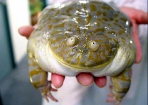uglyfrog