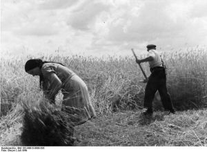 "Bundesarchiv Bild 183-H0813-0600-035, bei Oranienburg, Roggenfeld wird mit Sense gemäht" by Bundesarchiv, Bild 183-H0813-0600-035 / CC-BY-SA 3.0. Licensed under CC BY-SA 3.0 de via Commons.